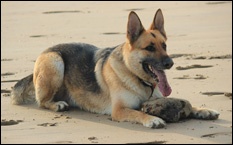 dog behaviour
